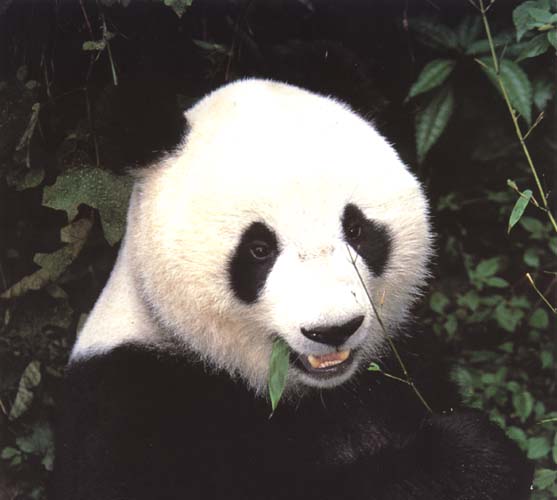photograph of a giant panda