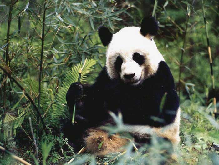 photograph of a giant panda on eating bamboo shoots