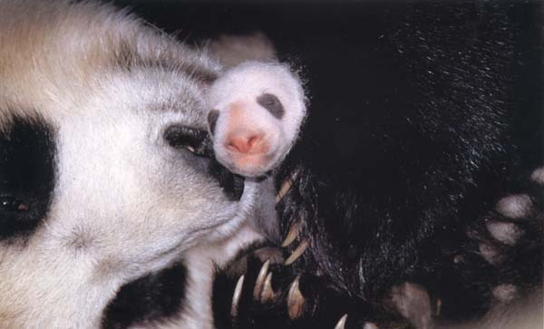 photograph of a giant panda and her baby