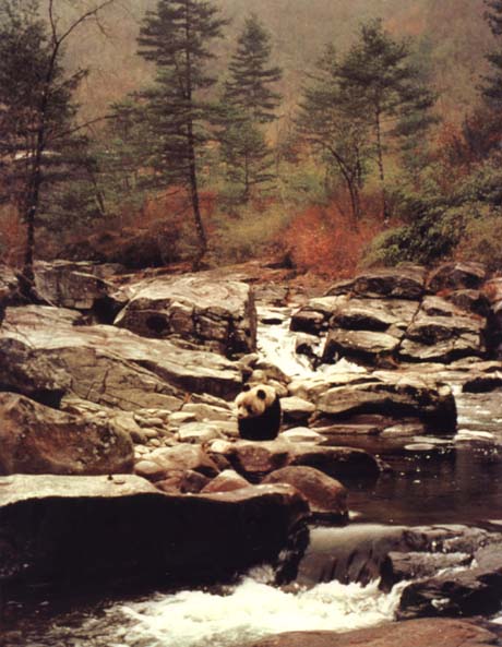photograph of a giant panda next to a stream