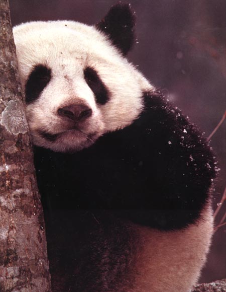 close-up photograph of a giant panda