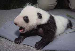 picture of baby giant panda