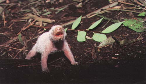 photograph of a new-born giant panda