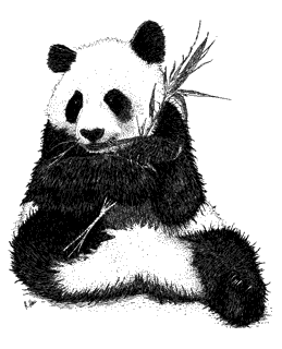 picture of a giant panda