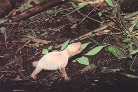 photograph of a baby giant panda