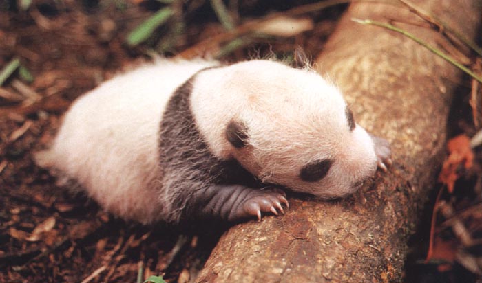 photograph of a giant panda cub