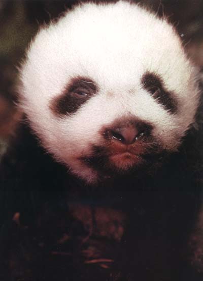 photograph of a young giant panda
