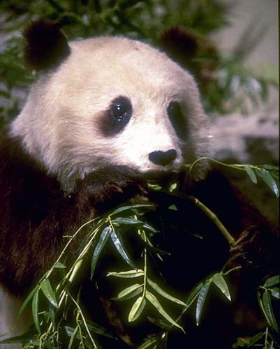 photograph of a giant panda: Ailuropoda melanoleuca