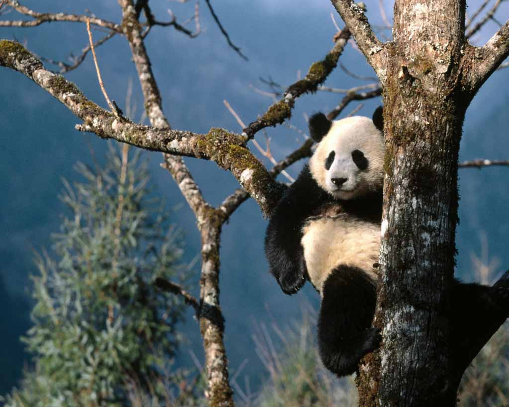 photograph of a giant panda in a tree