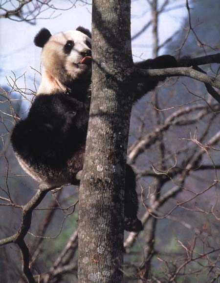 photograph of a feeding giant panda