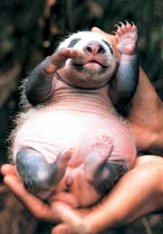 picture of a two-month old giant panda cub