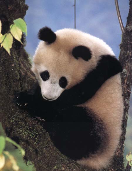 photograph of a sleepy giant panda