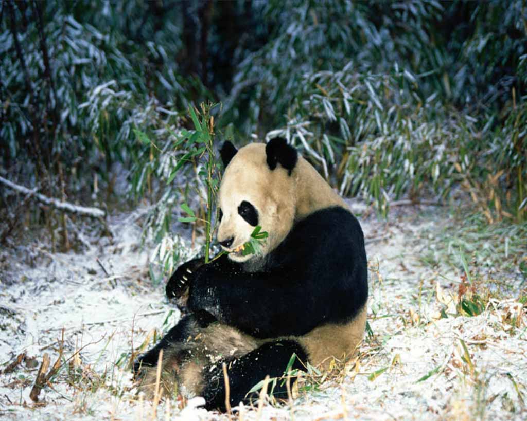 photograph of a giant panda in the snow