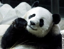 picture of a giant panda