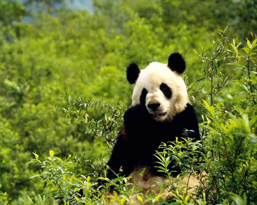 photograph of a giant panda