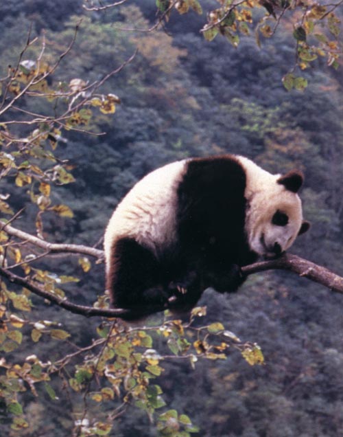 photograph of a giant panda