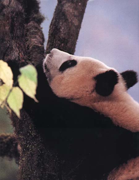 photograph of a giant panda